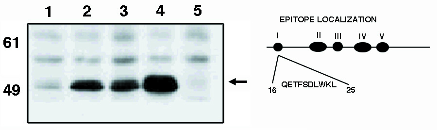 "Western blot analysis
using Manti-p53 cln. X77
antibody at 10 µg/ml on
HCT116 cell lysate (1),
HCT116 cell lysate
activated with adriamycin
(2), p21-/- cell lysate (3),
P21-/- cell lysate
activated with ADR (4)
and p53-/- activated with
ADR. ADR activates p53 in cells. Also shown is a graphic representation of the epitope location."